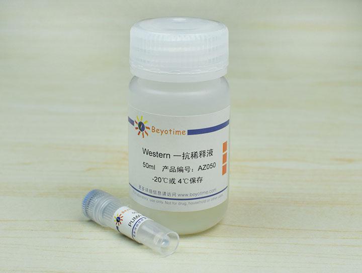 PUMA Rabbit Polyclonal Antibody